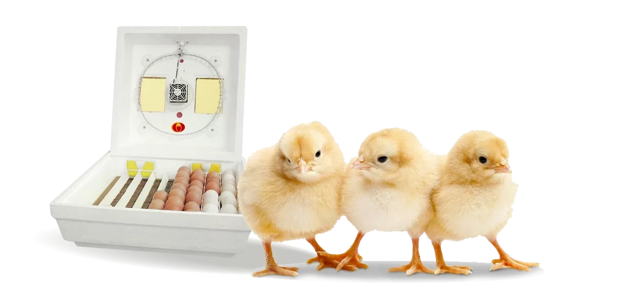 Inkubatory na jaja ptaków