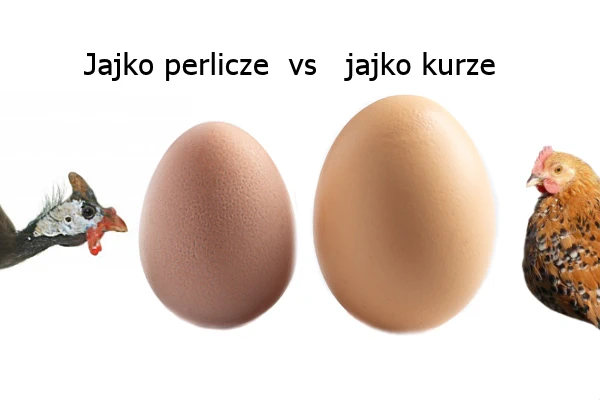 jajko perliczki vs kury