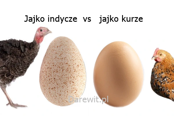 jajko indycze vs kury