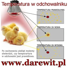 Temperatura w odchowalni ptaków Temperatura w odchowalni ptaków