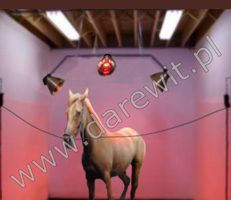 rehabilitacja koni podczerwienią - darewit