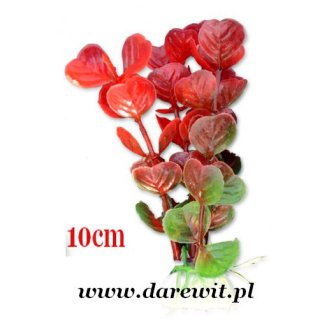 czerwono-zielona roślina do terrarium