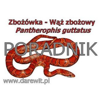 Hodowla węża zbożowego w domu. Poradnik